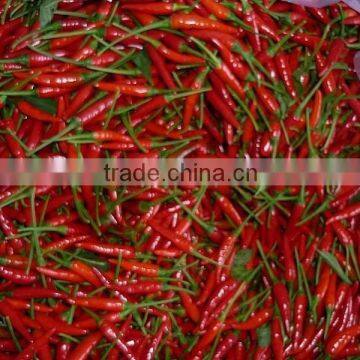 BEST PRICE OF FRESH CHILI FROM VIETNAM