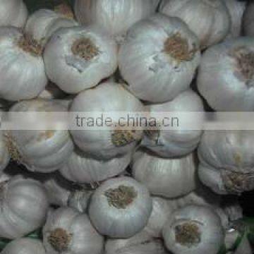 PREMIUM FRESH GARLIC! SPECIAL PRICE!