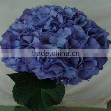 Alibaba china new special flower blue hydrangea