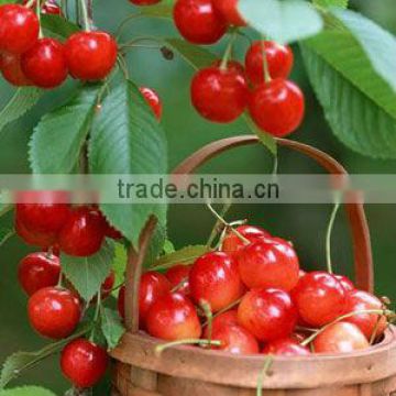 Natural and high quality cherry fruit powder