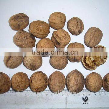 Factory Price Chinese Bulk Walnut in Shell Size of 28mm photo-5