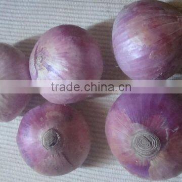 Fresh Red Onion