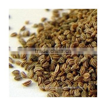 Celery Seed Oil (Apium Graveolens) from India