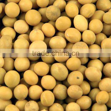 Soybean photo-2