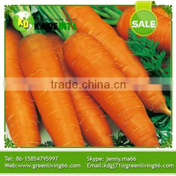 red fresh carrot in china