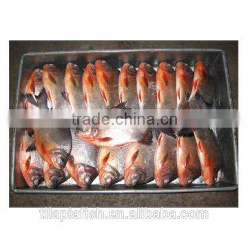 whole round frozen pomfret fish are fresh