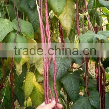 High Quality Red Long Bean Seeds Cowpea Seeds for Cultivation-Chun Qiu 22 photo-3