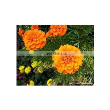 China Qingdao BNP Supplies Best Quality tagetes erecta extract supplier