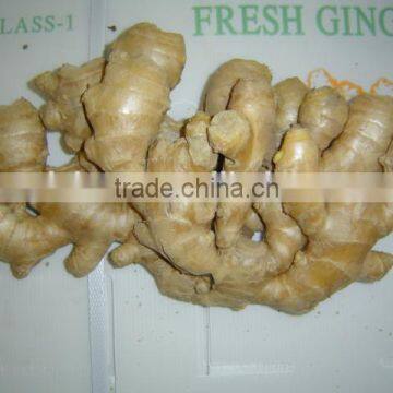 Fresh Air Dried Ginger photo-3