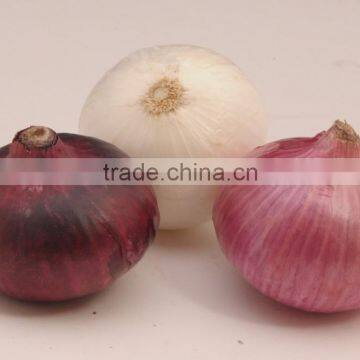 Export Quality Indian Fresh Red, Pink & White Onion