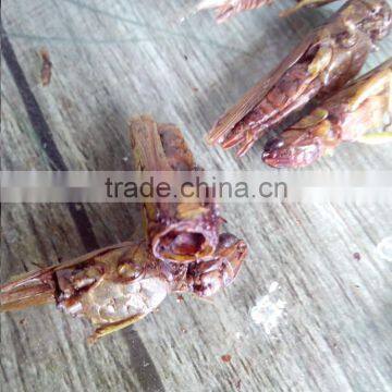 Pet Bird Food Microwave Dried Grasshopper photo-4