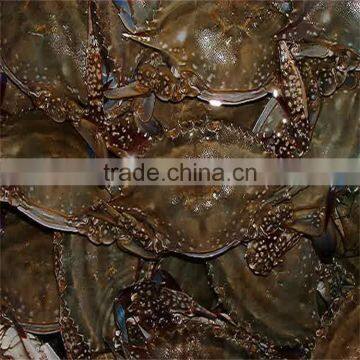 big sizes frozen whole blue swimming crab type for sale