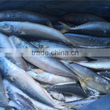 high Quality Frozen whole Mackerel