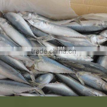 Frozen Pacific Mackerel Fish New Good Quality photo-6