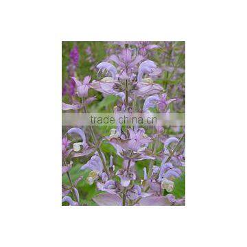 Clary Sage photo-3