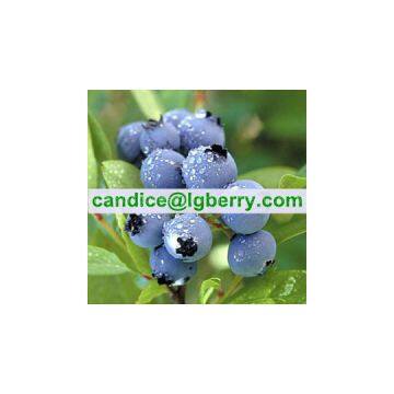 Food supplement organic blueberry powder