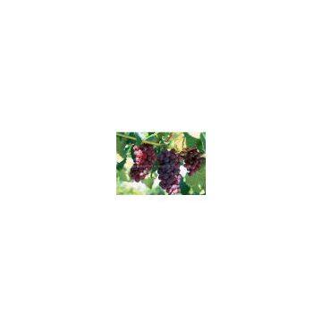 sell grape seed extract