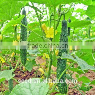 high yield hybrid cucumber seeds SXC No.7