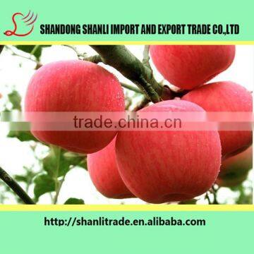 Good apple best quality/chinese fuji apple exporter in china