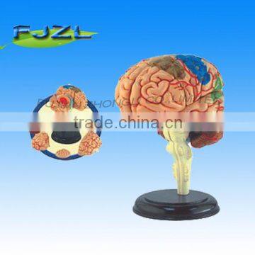 4D human brain miniature model