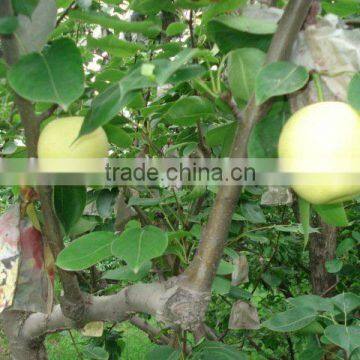 Sell 2010 golden Pears