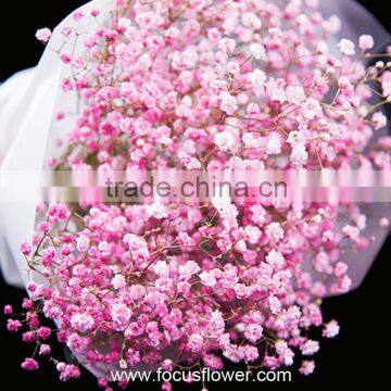 Flower Arrangements Fresh Cut Gypsophila For Thanksgiving Gypsophila Million Stars
