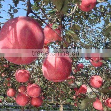 Supply Fresh Apple Gala with high quality and good taste (hot sale)