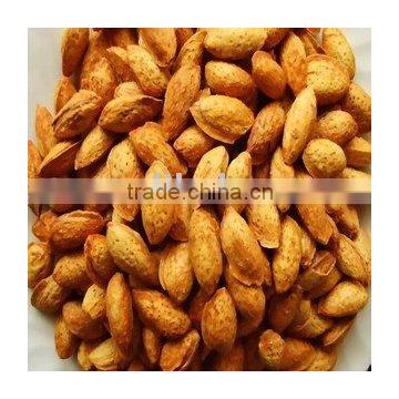 American Almond in hull