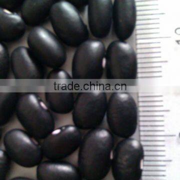 Black Kidney Bean( 2010 crop, hps, heilongjiang origin)