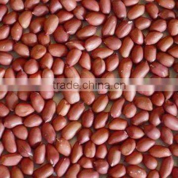 Blanched Peanut Without Skin - Count 38/40 40/50 50/60 photo-2