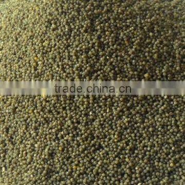 GREEN MILLET IN HUSK FOR BIRD FEEDS photo-3