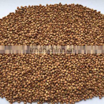 High Quality brown Roasted Buckwheat