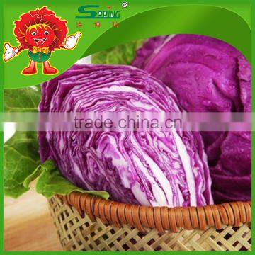 chinese fat red cabbage fresh purple cabbage