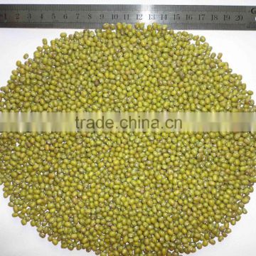 Chinese Small Green Mung Beans Crop 2016