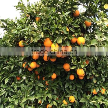 Fresh Citrus fruits, Orange Type from Egypt