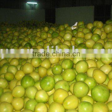 Chinese fresh honey pomelo