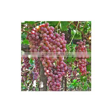 Vitis vinifera flame seedless Grape Flame Seedless