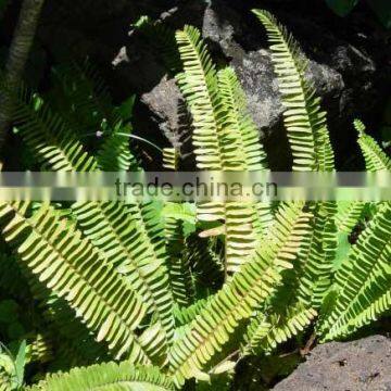 Nephrolepis exaltata tripinnata (Nephrolepis Species)