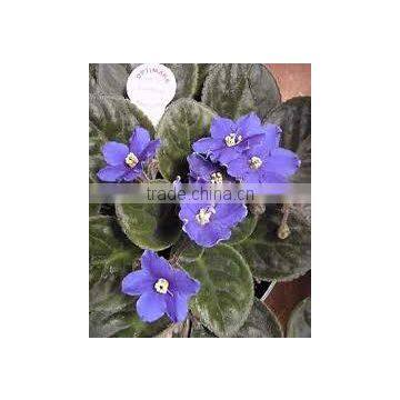 Saintpaulia ionantha hybrids (African Violets)