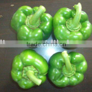 NEW CROP COLOR PEPPER