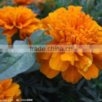 Hybrid Yellow Carnation seeds For Sale