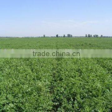 High Germinaiton Rate Licorice Root Seed Glycyrrhiza Uralensis Seeds For Cultivation photo-6