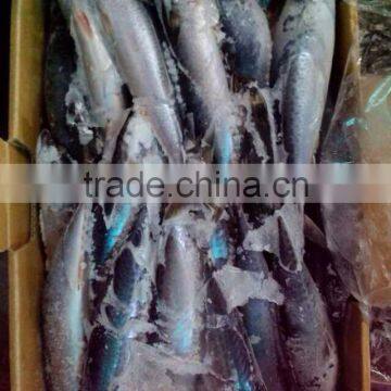 Sea Frozen Mackerel Size 300/400g