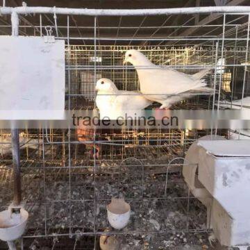 galvanized Q235 farm used Pigeon bird breeding cage