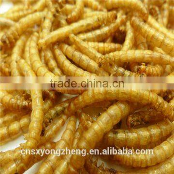 Dried Yellow Mealworm,Birds Food & Aquarium Fish Food photo-3