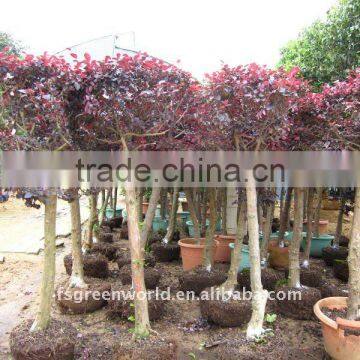 loropetalum Chinensis bush with high trunk