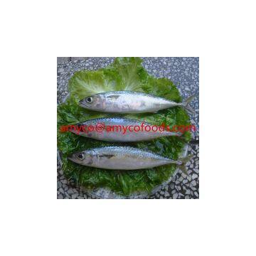 Mackerel photo-2