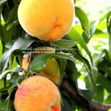 Chinese Frresh Peach photo-3