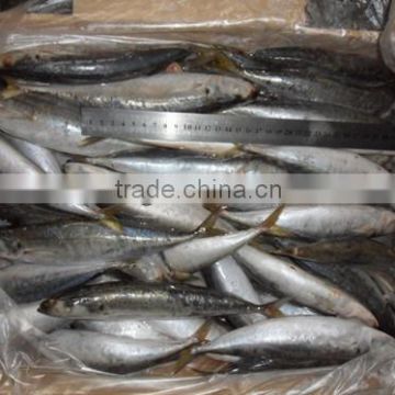 Export high quality frozen round scad mackerel