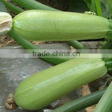 Long hybrid f1 squash vegetable seeds